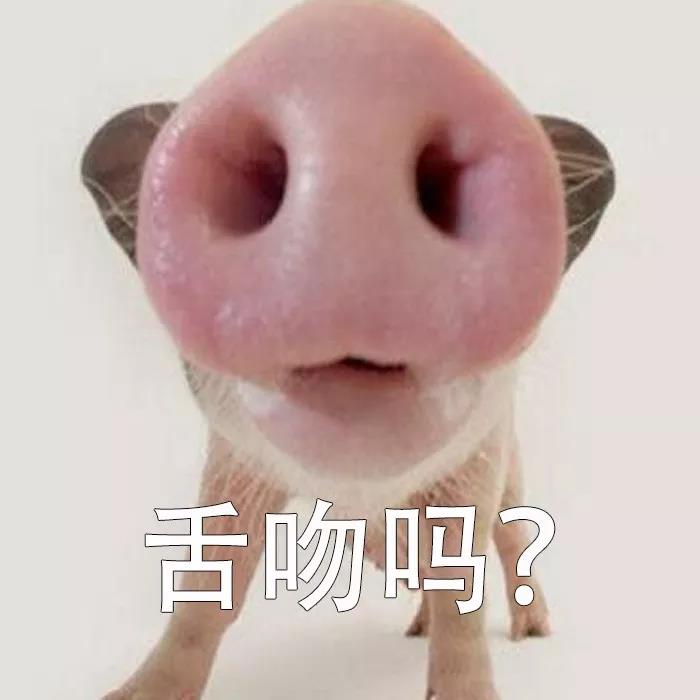 舌吻吗一只猪的表情包